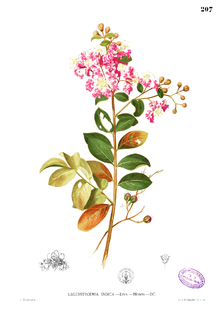 <i>Lagerstroemia</i> genus of plants