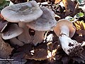 Clitocybe nebularis