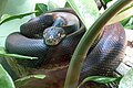 Timor-Wasserpython (Liasis mackloti)