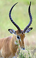 Image 6 Impala Photograph: Muhammad Mahdi Karim A portrait of a male impala, showing its horns. Horns consist of bone cores surrounded by a covering of keratin and other proteins, and are often curved or spiral in shape. Most horned animal species have one pair, though some may have more. More selected pictures