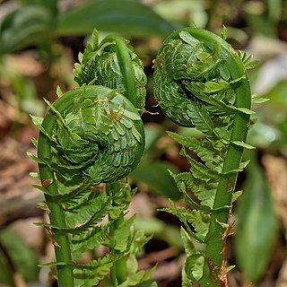 <i>Matteuccia</i> Species of fern in the family Onocleaceae