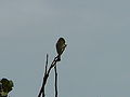 Zwergspint Little Bee-eater