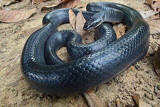 <i>Clelia</i> (snake genus) Genus of snakes