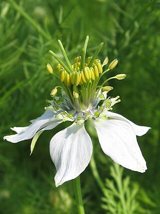 <i>Nigella sativa</i> Species of annual flowering plant in the family Ranunculaceae