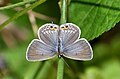 * Kandidimi: Open wing Basking of Euchrysops cnejus (Fabricius, 1798) - Gram Blue (Female) --Sandipoutsider 10:19, 16 September 2024 (UTC) * * Kërkohet vlerësim