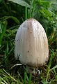 Coprinus atramentarius