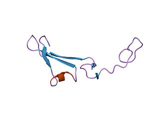 <span class="mw-page-title-main">EGF-like domain</span> Protein domain named after the epidermal growth factor protein