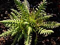 Pedicularis superba