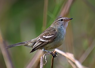 <span class="mw-page-title-main">Southern mouse-colored tyrannulet</span> Species of bird