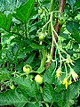 Flowers and young fruits