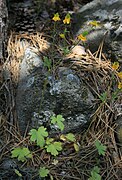 Ranunculus reuterianus