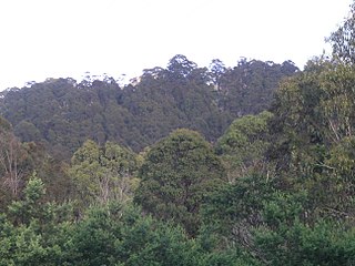 <span class="mw-page-title-main">Round Mountain (Northern Tablelands)</span> Mountain in New South Wales, Australia