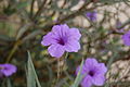 Ruellia simplex