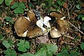 Russula olivacea