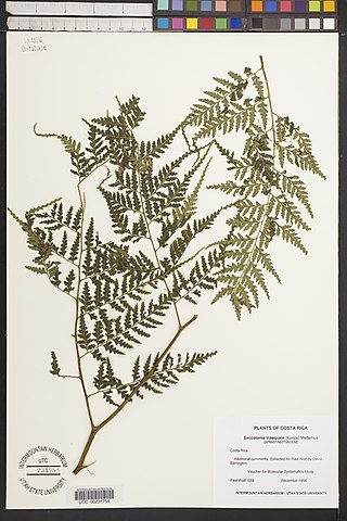 <i>Saccoloma</i> Genus of ferns