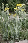 Senecio atratus