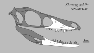 <i>Shanag</i> Extinct genus of dinosaurs