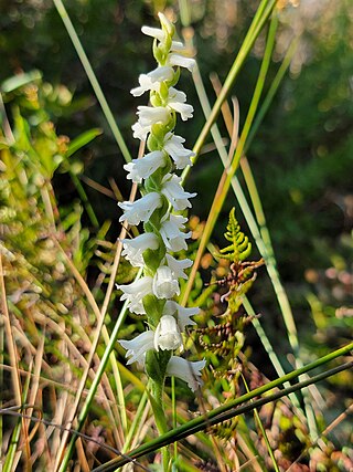 <i>Spiranthes arcisepala</i> Species of orchid