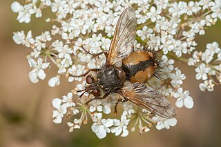 <i>Tachina fera</i> Species of fly