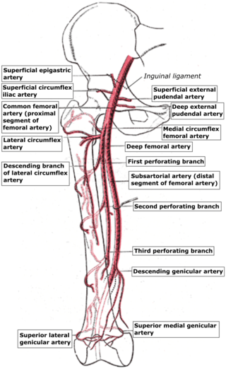 <span class="mw-page-title-main">Perforating arteries</span>