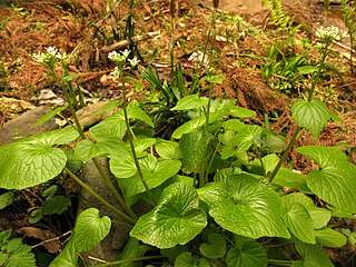 <span class="mw-page-title-main">Wasabi</span> Species of edible plant