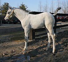 This "white-born" or "fewspot" Appaloosa foal is hard to distinguish from white without familiarity with the leopard complex and the animal's pedigree. WeissgeborenerAppaloosa.jpg