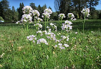 Fleurs de Cardamine des prés.