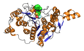 <span class="mw-page-title-main">Histone deacetylase</span> Class of enzymes important in regulating DNA transcription