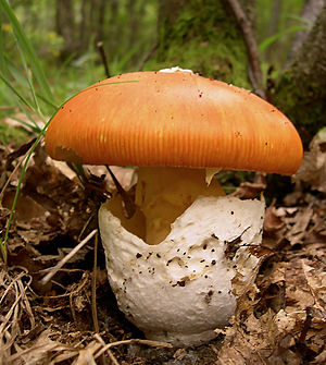 Amanita caesarea (Keiserswaamp)