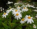 Argyranthemum pinnatifidum pinnatifidum