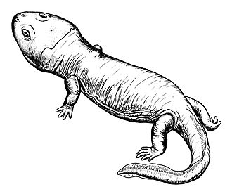 <i>Banksiops</i> Extinct genus of amphibians