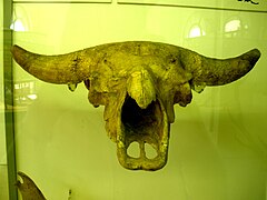 Bison priscus.JPG