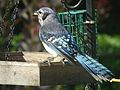 C. c. bromia, Northren Blue Jay in Ontario, Canadae