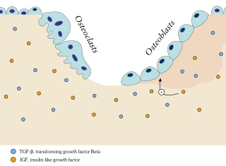 <span class="mw-page-title-main">Ossification</span> Development process in bones