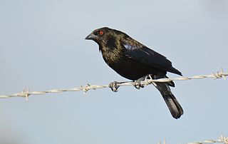 <span class="mw-page-title-main">Bronzed cowbird</span> Species of bird in the Americas