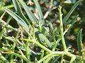 Miniatura per Bupleurum spinosum