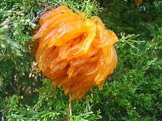 <i>Gymnosporangium juniperi-virginianae</i> Species of fungus