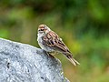 Image 1Chipping sparrow in Green-Wood Cemetery