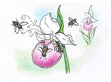 Cypripedium, trapping a bee so it goes through a narrow passage where it picks up the pollinia to perform pollination. Cypripedium.pollination.jpg