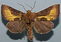 Diachrysia chrysitis (Linnaus, 1758), male, Noctuidae