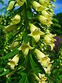 Digitalis lutea