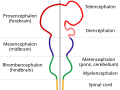 Diagram depicting the main subdivisions of the embryonic vertebrate brain. These regions will later differentiate into forebrain, midbrain and hindbrain structures.