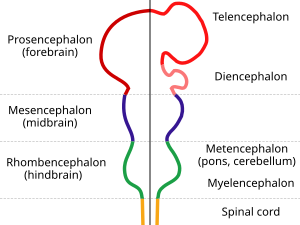 Structurae embryonis cerebrales