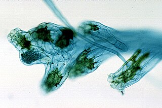 <span class="mw-page-title-main">Gametangium</span> Multicellular sex organs in plant life