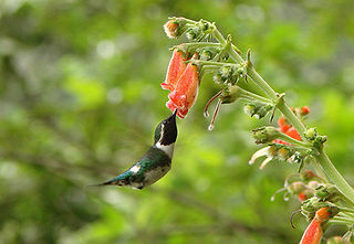 <span class="mw-page-title-main">Esmeraldas woodstar</span> Species of bird