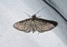 Eupithecia satyrata (Heidedwergspanner)