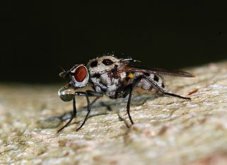 <i>Anthomyia</i> Genus of flies