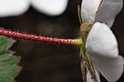 El cáliz de la flor persistirá en el fruto.