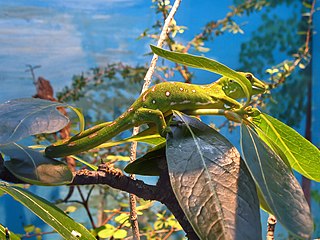 <span class="mw-page-title-main">Northland green gecko</span> Species of lizard