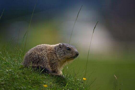 Giovane marmotta Photographer: Scosse